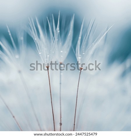 Similar – Image, Stock Photo romantic dandelion seed