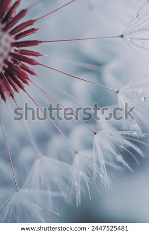 Similar – Image, Stock Photo romantic dandelion seed