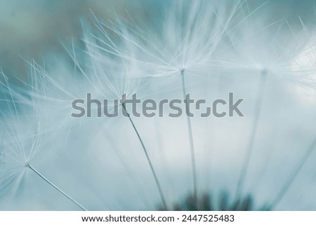 Similar – Image, Stock Photo romantic dandelion seed