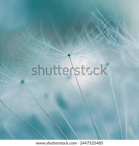 Similar – Image, Stock Photo romantic dandelion seed