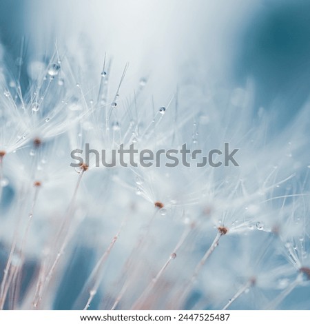 Similar – Image, Stock Photo romantic dandelion seed