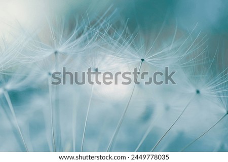 Similar – Image, Stock Photo romantic dandelion seed