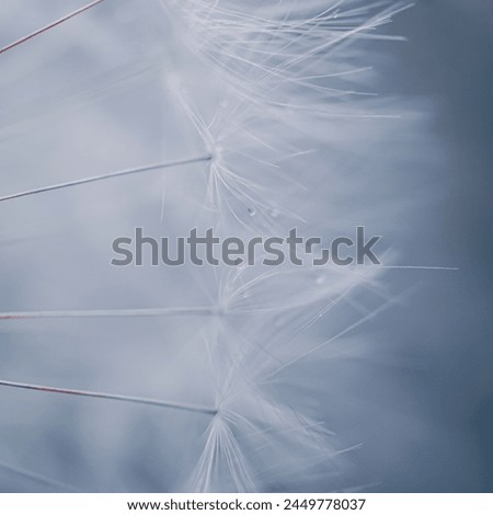 Similar – Image, Stock Photo romantic dandelion seed