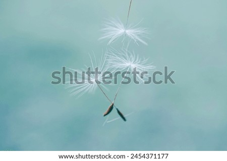 Image, Stock Photo romantic dandelion flower seed, abstract background