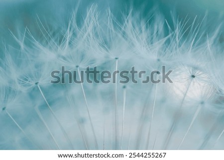 Similar – Image, Stock Photo romantic dandelion flower seed, abstract background