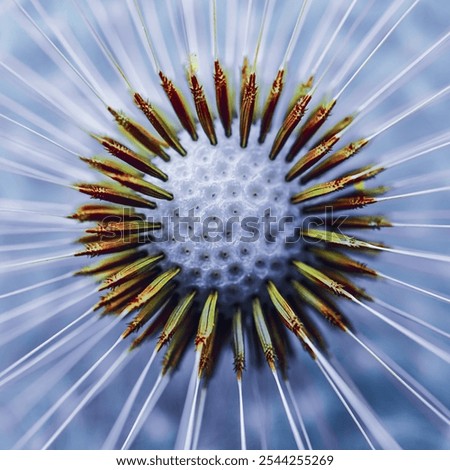 Similar – Image, Stock Photo romantic dandelion flower seed, abstract background