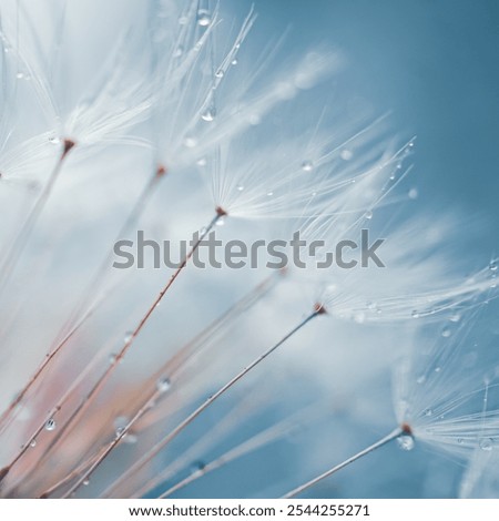 Similar – Image, Stock Photo romantic dandelion flower seed, abstract background