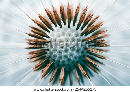 Similar – Image, Stock Photo romantic dandelion flower seed, abstract background