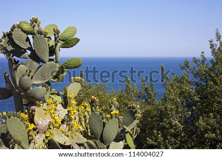 Beautiful Sicilian coastal scene with lovely green cactus (Opuntia ficus-indica - called also as Indian fig opuntia, barbary fig, prickly pear )in the foreground  and blue sea on the background.