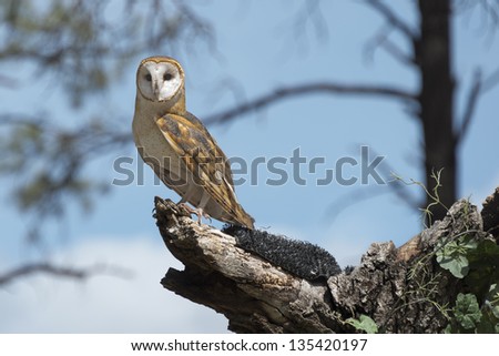 Barn Owl Perched On A Tree Stump
