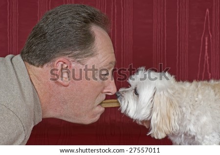 Maltese -Toy Poodle Mix and Adult going nose to nose for a treat