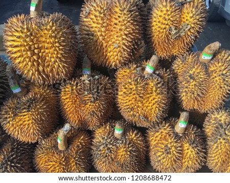 Merah durian dalit Fruit Hunters