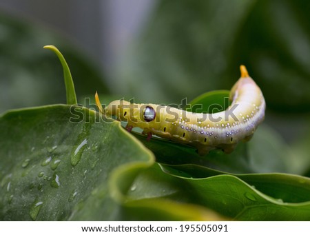 Caterpillars eating the leaves