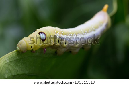 Caterpillars eating the leaves