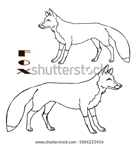 hand-drawn Fox, two isolated images, linear on white background