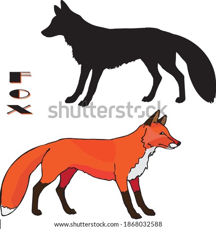 a drawn Fox, two isolated images, linear and silhouette, color and black on a white background, for decoration and stickers.