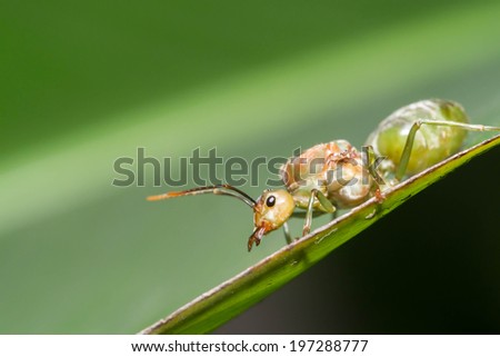 queen ant in green nature