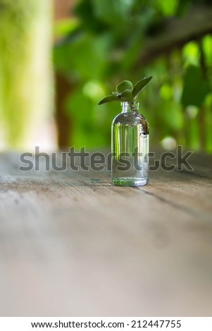 small leaf in small bottle