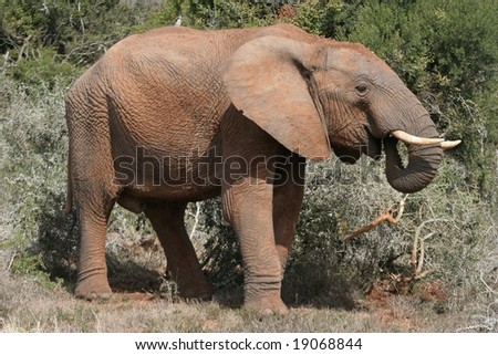 Large male African elephant standing in the bush