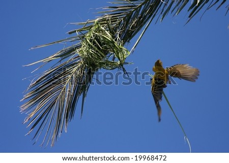 Masked yellow weaver bird flying to its nest