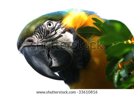 Macaw parrot isolated with white background