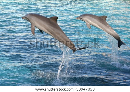 Two Bottlenose dolphins jumping  out of clear blue water