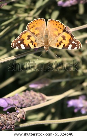 Painted Lady or Monarch butterfly sitting on plant