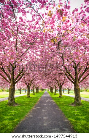 Similar – Image, Stock Photo An avenue with pink blossoming almond trees