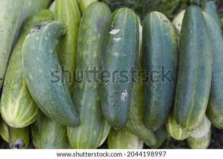 Green overripe cucumbers lie on the ground near the garden on the farm taken close-up.