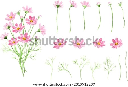 Vector illustration set of cosmos flowers