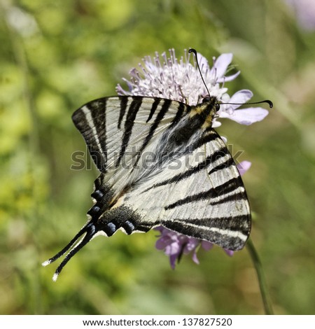 Iphiclides podalirius, Scarce swallowtail, Sail swallowtail, Pear-tree swallowtail, butterfly from Western Europe
