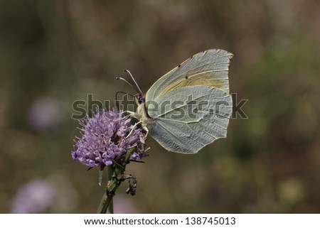 Cleopatra butterfly, Gonepteryx cleopatra from Southern France, Europe
