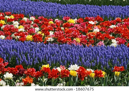 Tulip flower bed with Hyacinths (Muscari)