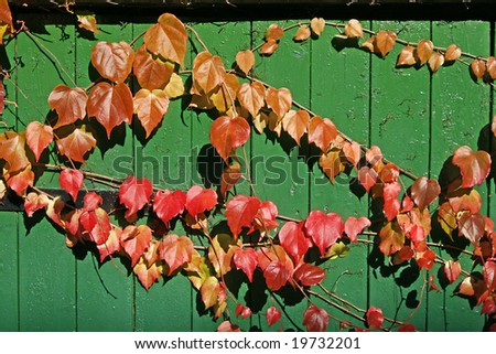 Fence with Parthenocissus, climbing plant in autumn
