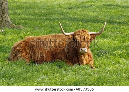 Highland Cattle, Kyloe - Beef cattle with long horns
