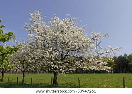 Cherry blossom in Hagen a.T.W. in the Osnabrueck country, Lower Saxony, Germany, Europe