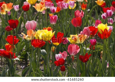 Tulip field in spring, Lower Saxony, Germany, Europe