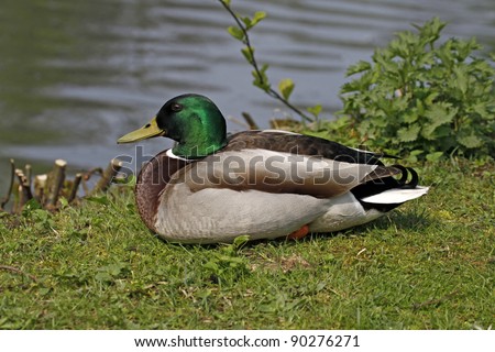 Anas platyrhynchos - Mallard, male duck with green face in Lower Saxony, Germany, Europe