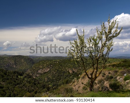 Landscape near Armungia with blossoming trees in spring in the southeast of Sardinia, Italy, Europe