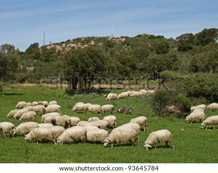 Flock of sheep near Gennamari in the Southwest of Sardinia, Italy, Europe