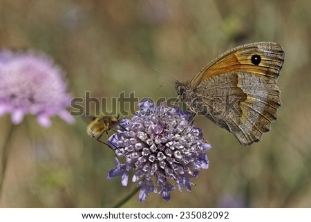 Maniola jurtina, Meadow Brown butterfly (female) from Western Europe