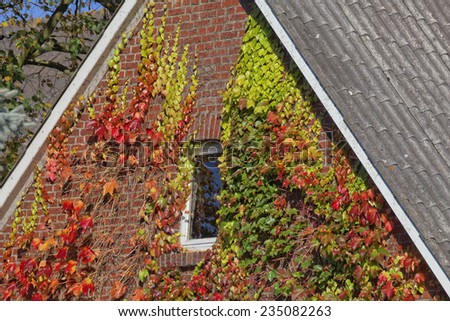 House with Japanese creeper, Woodbine, Boston Ivy, Ivy in Lower Saxony, Germany