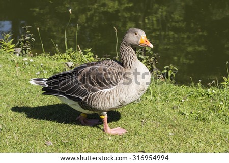 Anser anser, Greylag goose, Grey goose from Lower Saxony, Germany
