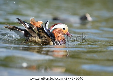 Mandarin Duck, Mandarin, Aix galericulata