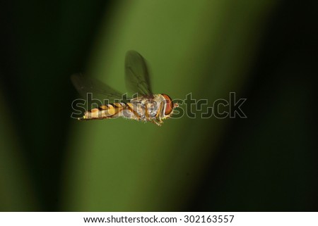 hover fly, hover-fly