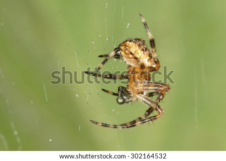 SPIDERS - European Garden Spider, Diadem Spider, Cross Spider, Cross Orbweaver, Araneus diadematus