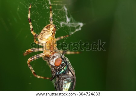 European Garden Spider, Diadem Spider, Cross Spider, Cross Orbweaver