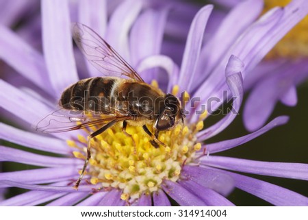 Hover fly, hover-fly