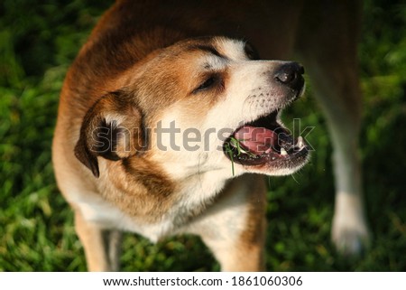 Red-haired mongrel eating grass in the medaow.  Zdjęcia stock © 