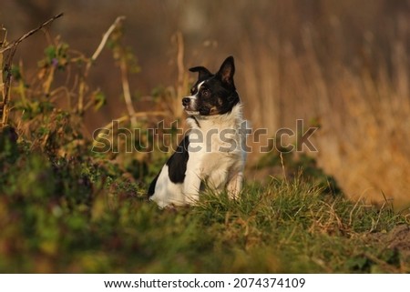 Portrait of a black and white mongrel dog in a meadow. Zdjęcia stock © 